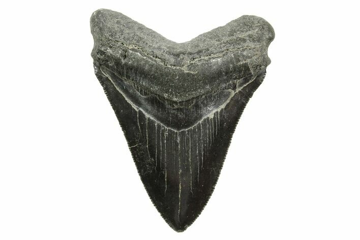 Serrated, Fossil Megalodon Tooth - South Carolina #375848